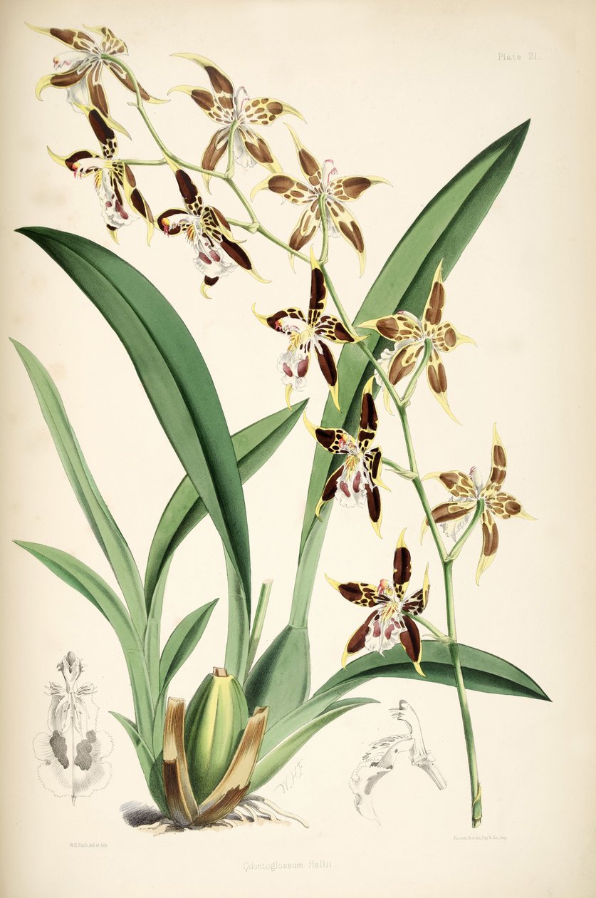 Odontoglossum hallii af Walter Hood Fitch