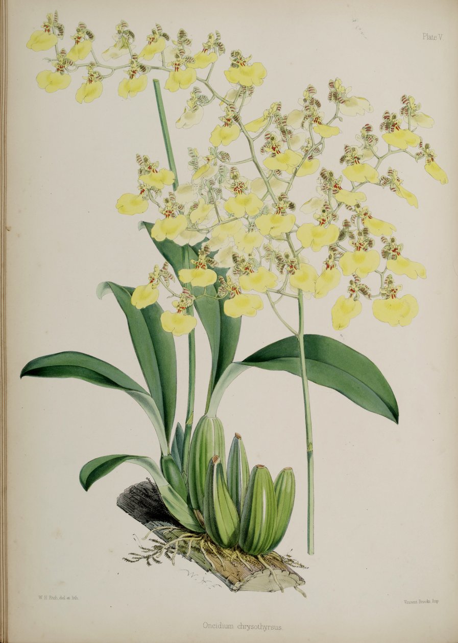 Oncidium bifolium af Walter Hood Fitch