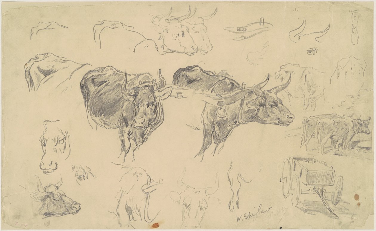 Studier af okser af Walter Shirlaw