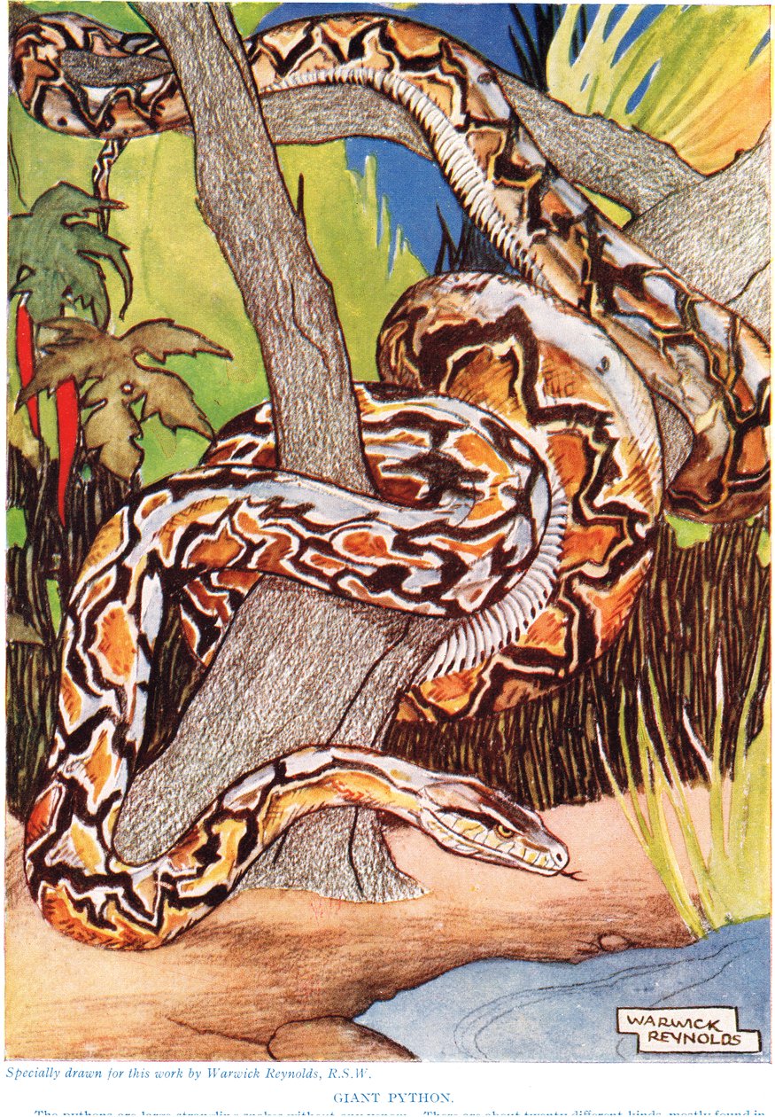 Giant Python, illustration fra 