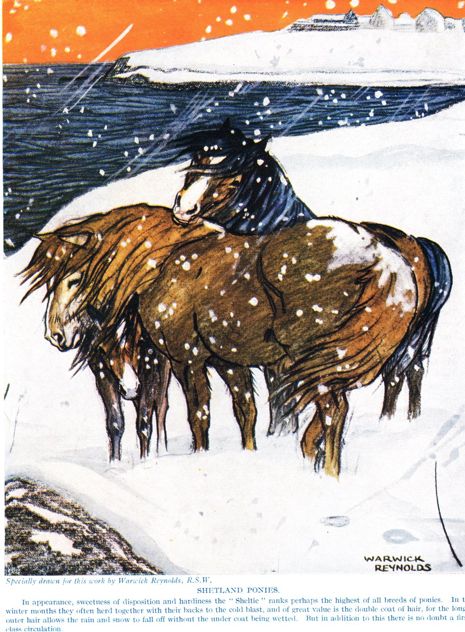 Shetlandsponyer, illustration fra 