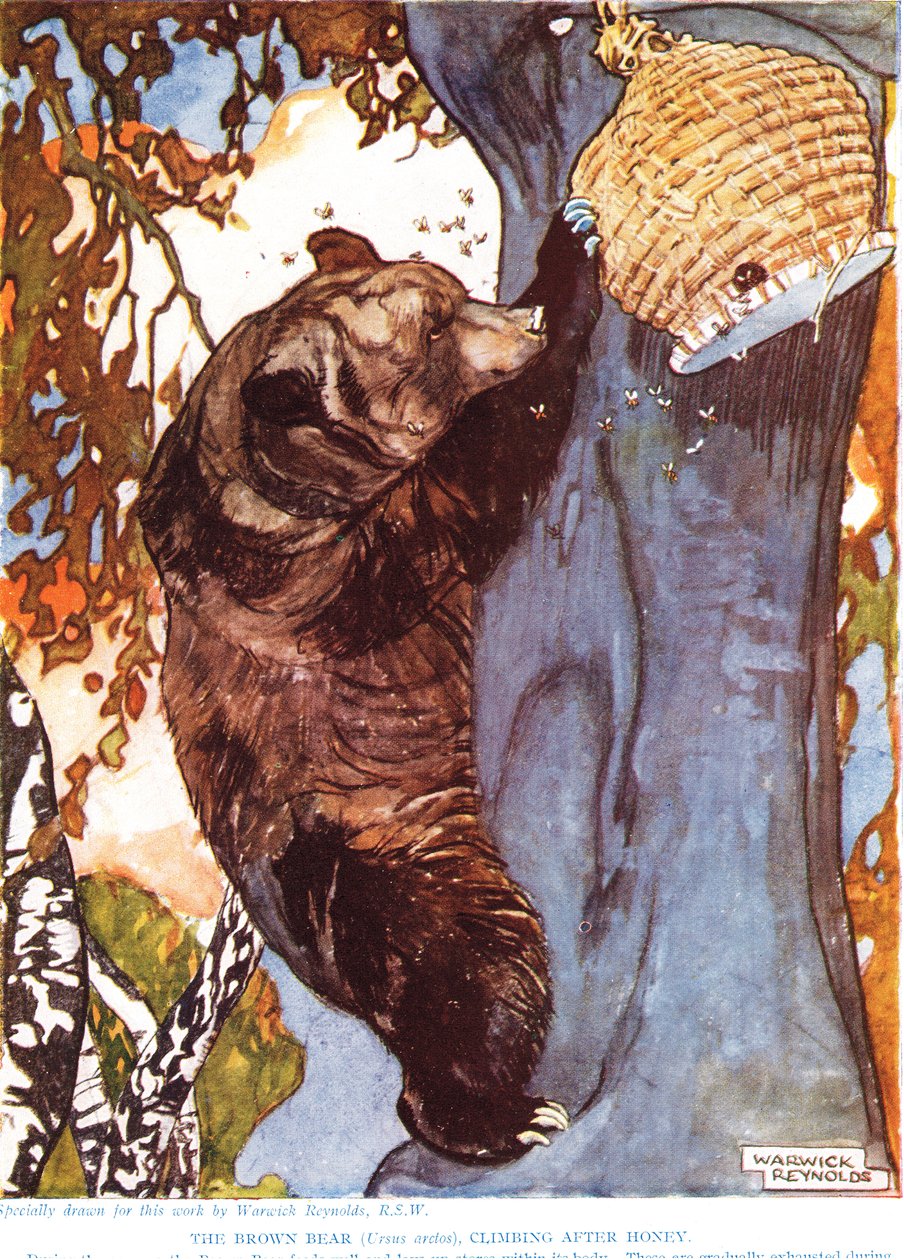 Den brune bjørn (Ursus arctos), klatrer efter honning, illustration fra 