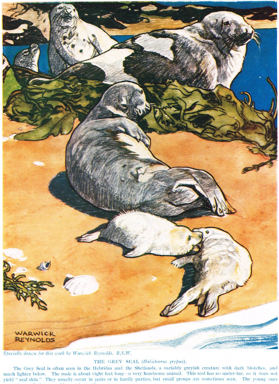 The Grey Seal, illustration fra 