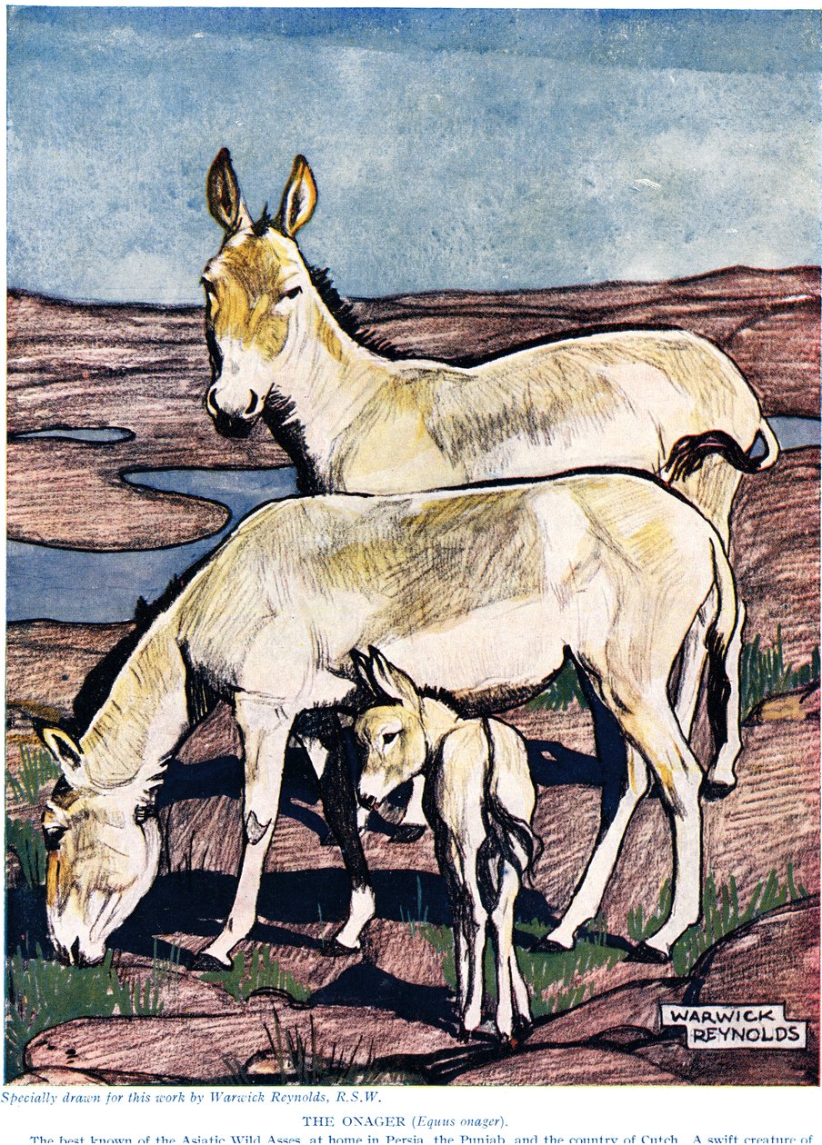 The Onager, fra 