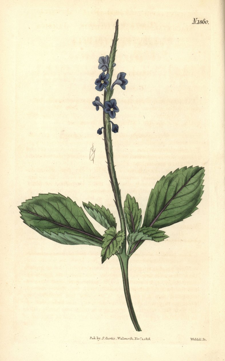 Blå verbena - Jamaica bastard-vervain, Stachytarpheta jamaicensis. Håndkoloreret kobberstik af Weddell fra John Sims