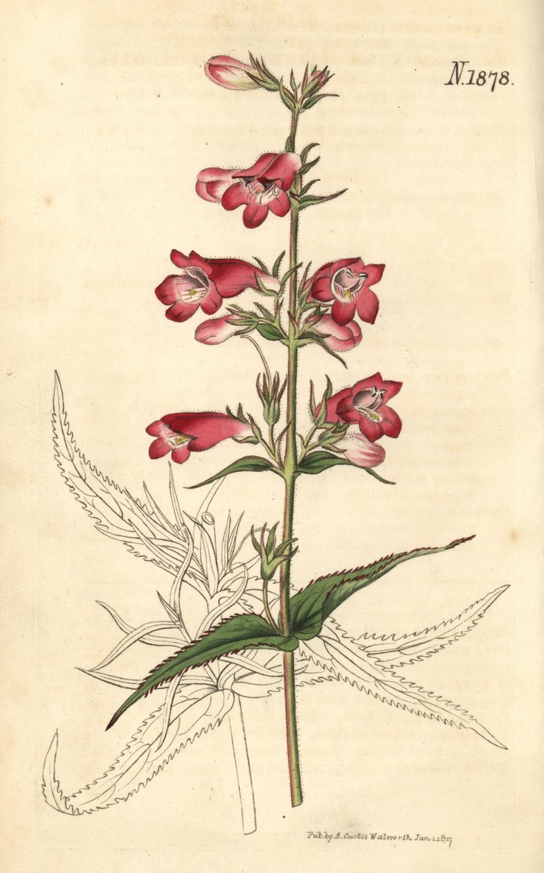Penstemon campanulatus, blomst af Weddell Weddell