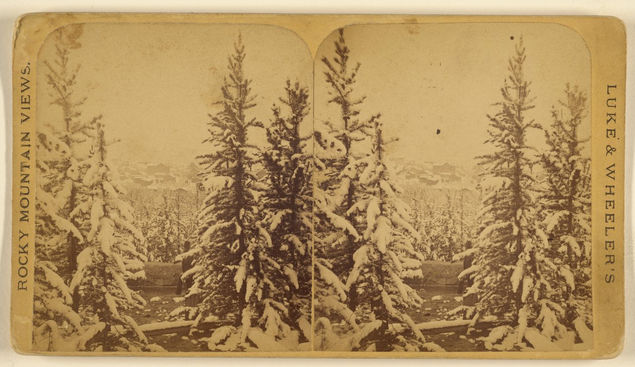 [Træer med sne, Leadville, Colorado] af Wellington O. Luke and Dansford Noble Wheeler
