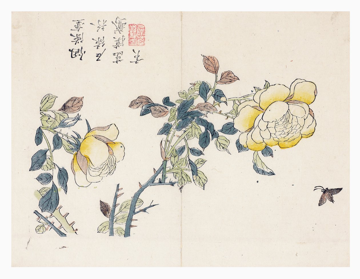 Sennepsfrøhave af Wen shu Chao