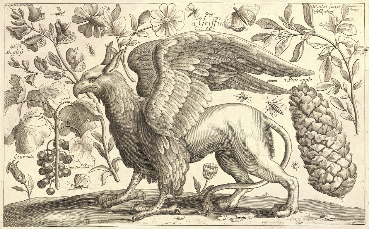 En griffin af Wenceslaus Hollar
