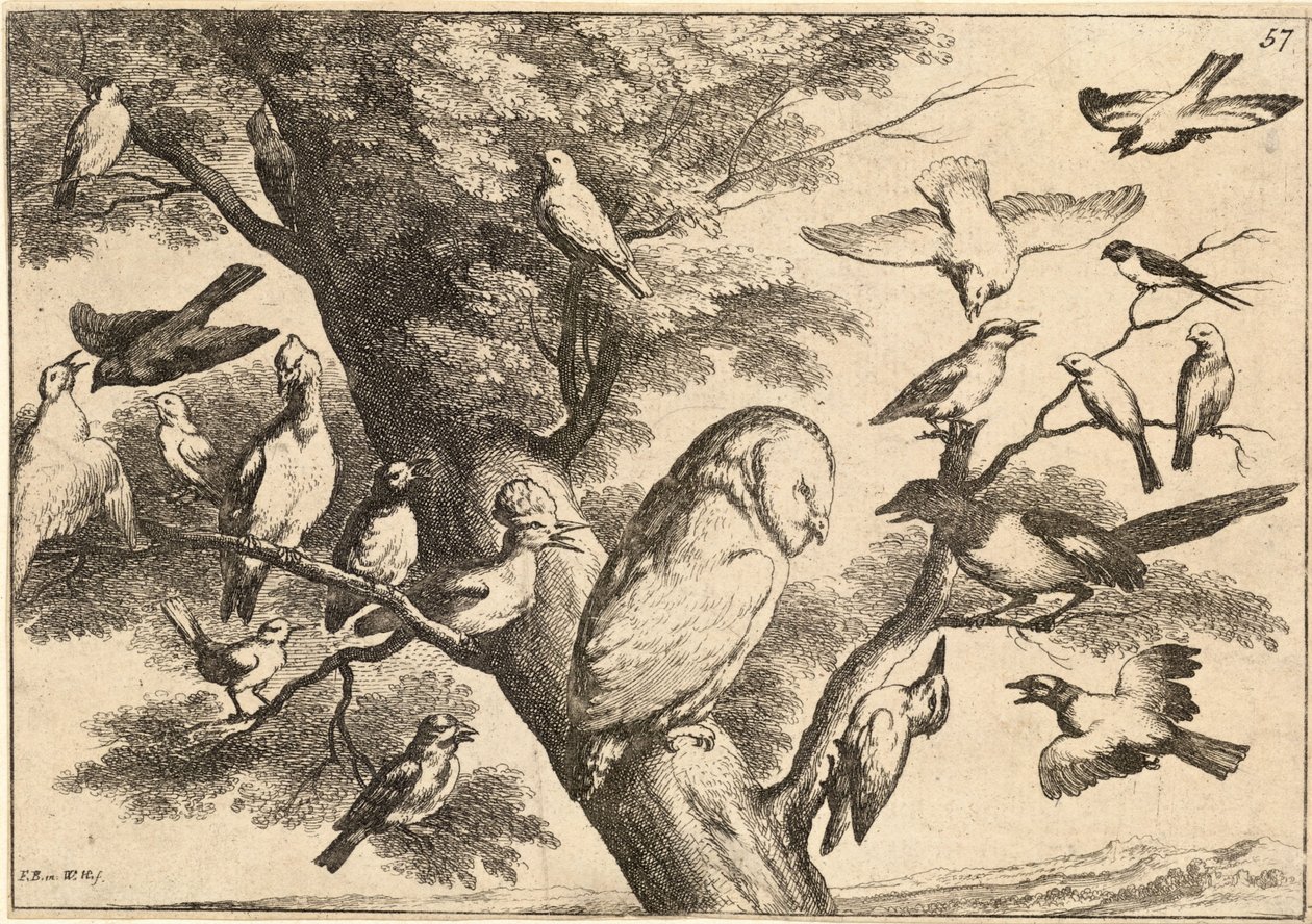 Fugle, der mobber en ugle af Wenceslaus Hollar