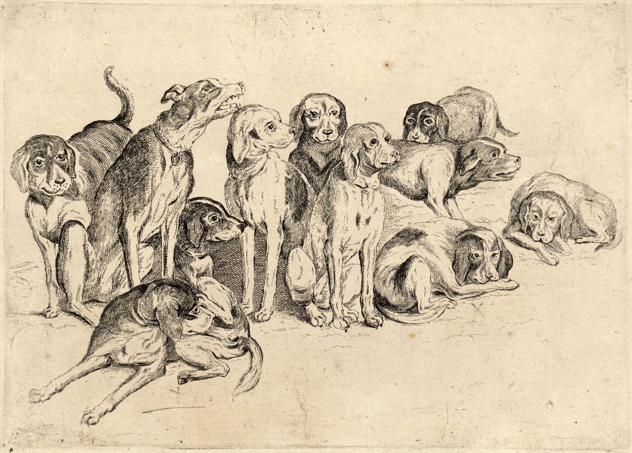 Elleve hunde af Wenceslaus Hollar