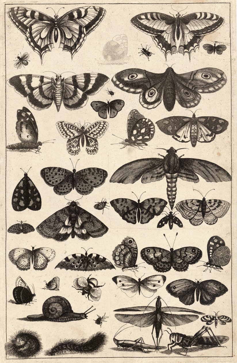 Enogfyrre insekter af Wenceslaus Hollar