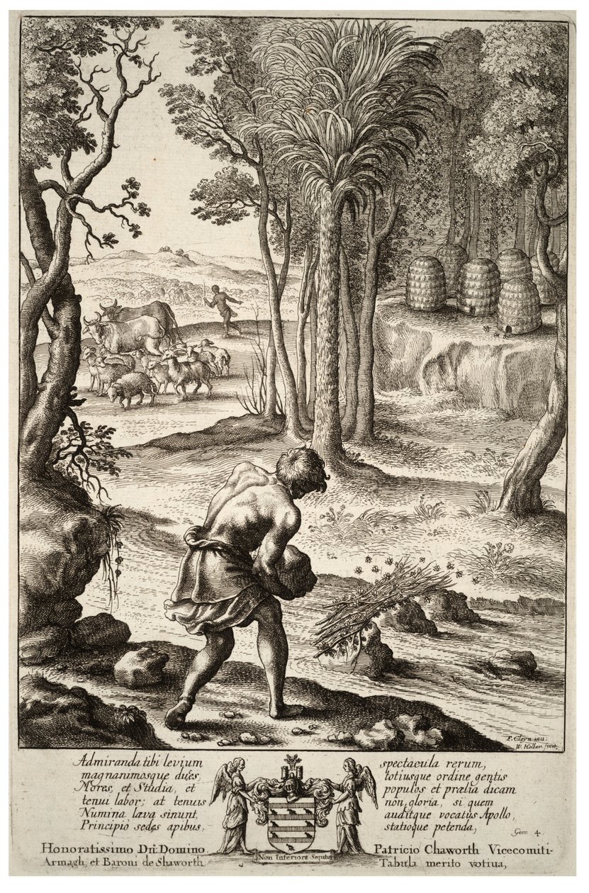 Levende bier. Stat 1 af Wenceslaus Hollar