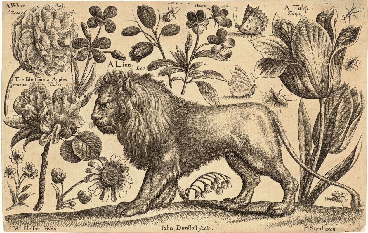Løve og tulipan af Wenceslaus Hollar