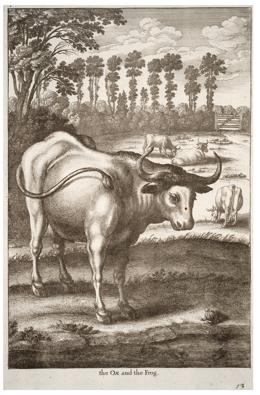 Okse og frø af Wenceslaus Hollar