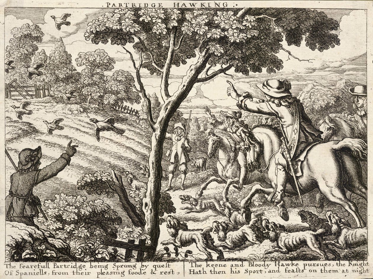 Agerhøns af Wenceslaus Hollar
