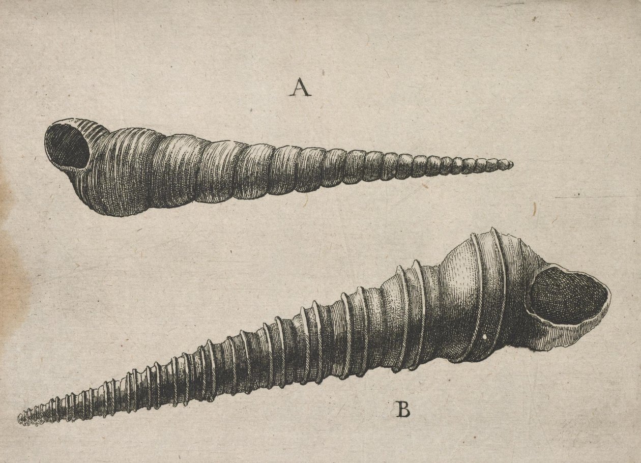 Skaller (Turritella terebra og T. duplicata L.) af Wenceslaus Hollar