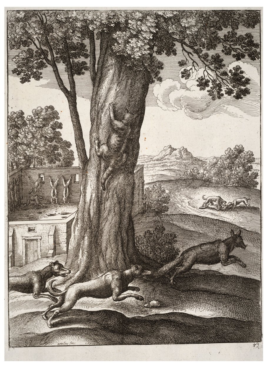 Ræven og katten af Wenceslaus Hollar