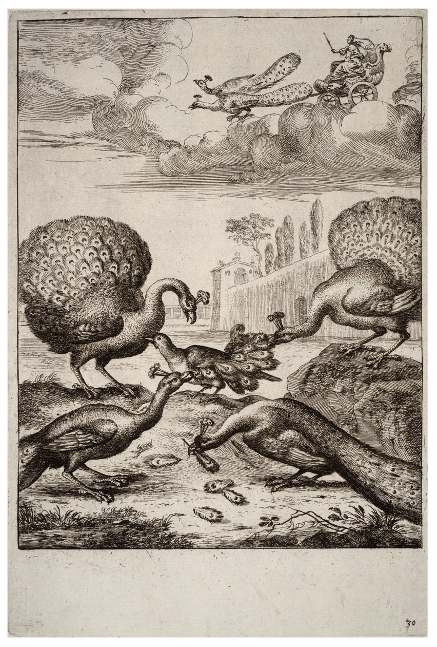 Jay og påfuglene af Wenceslaus Hollar