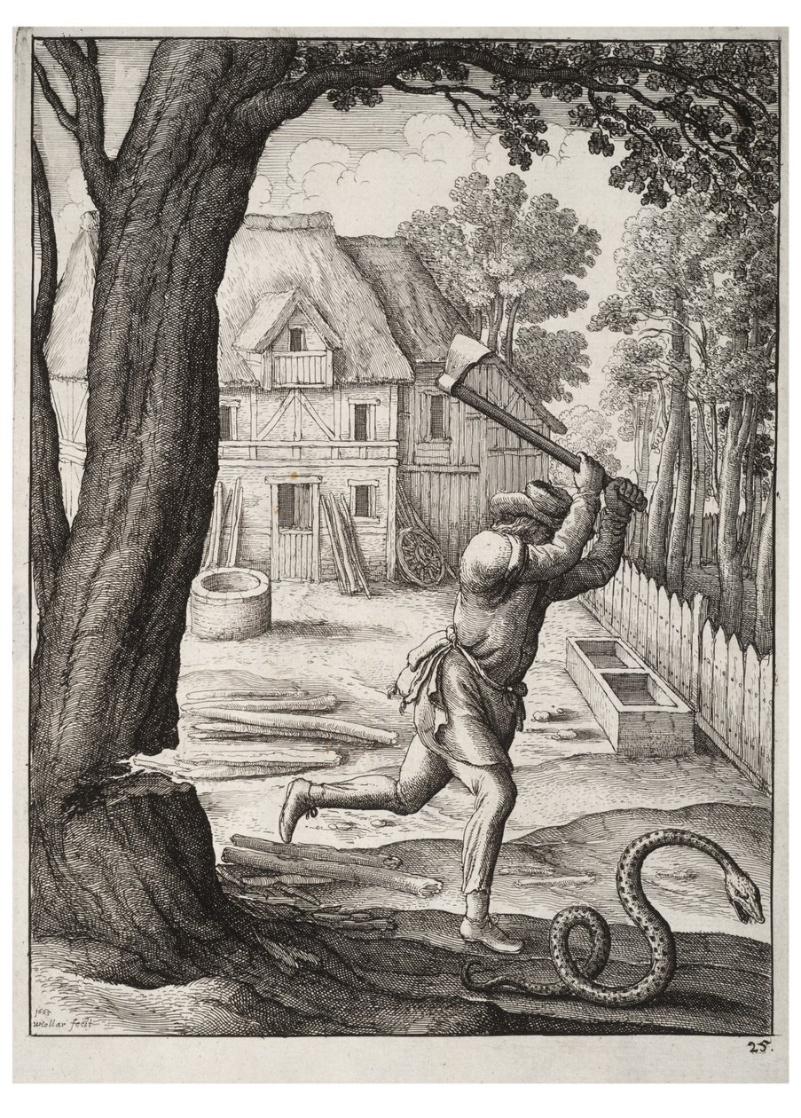Bonden og slangen af Wenceslaus Hollar