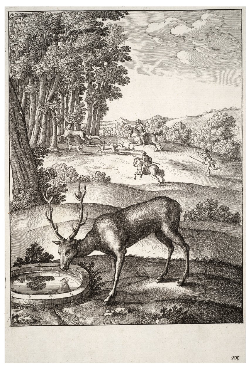 Hjort. Stat 2 af Wenceslaus Hollar