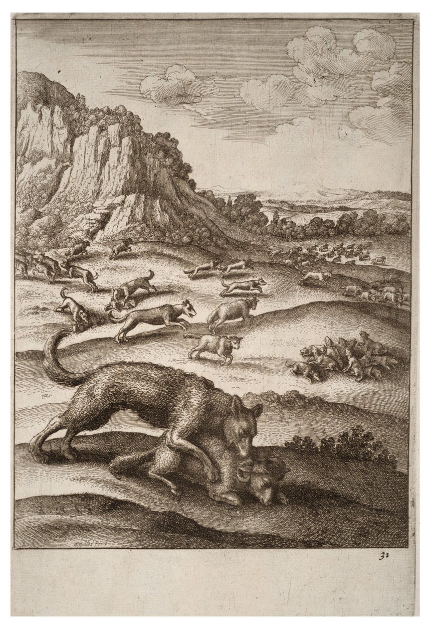 Ulvene og fårene af Wenceslaus Hollar