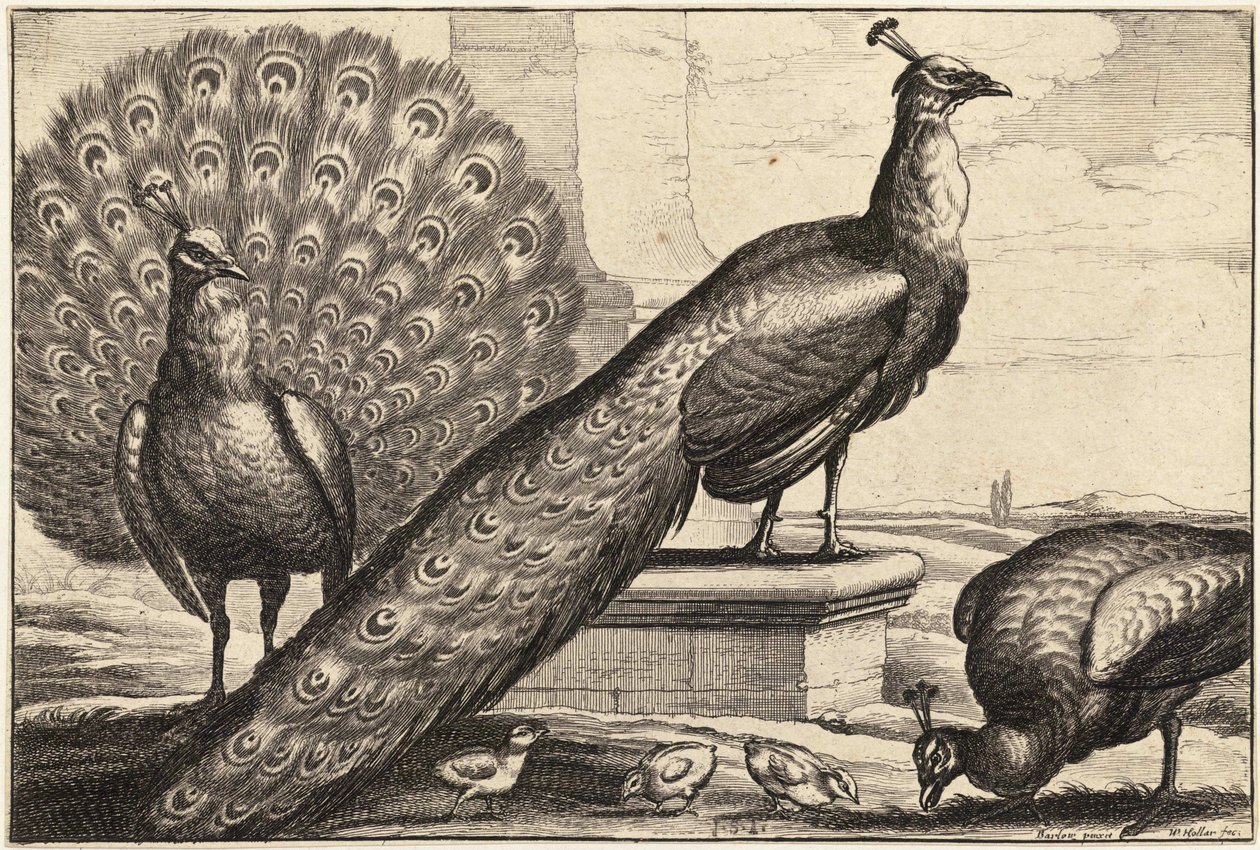 Tre påfugle af Wenceslaus Hollar