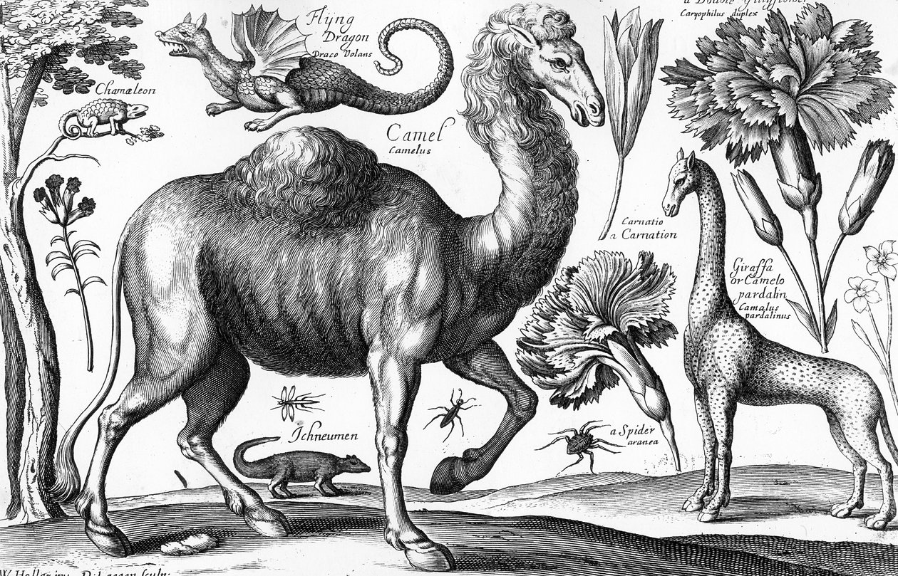 Animals, Wild and Beasts, graveret af David Loggan af Wenceslaus (after) Hollar