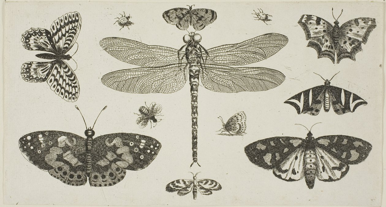 En guldsmed, mariehøns og sommerfugle, fra Diversae Insectorum...Figurae af Wenceslaus Hollar