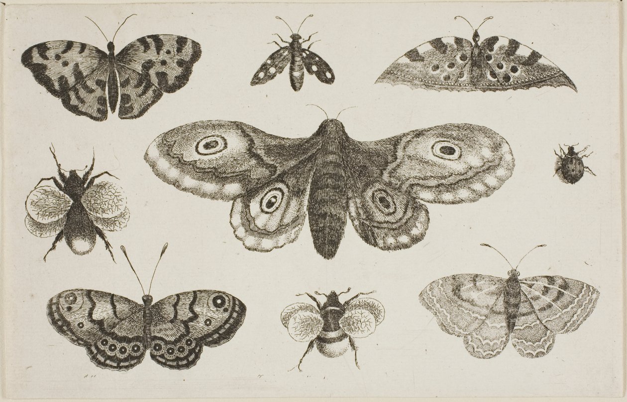 En møl, sommerfugle og bier af Wenceslaus Hollar