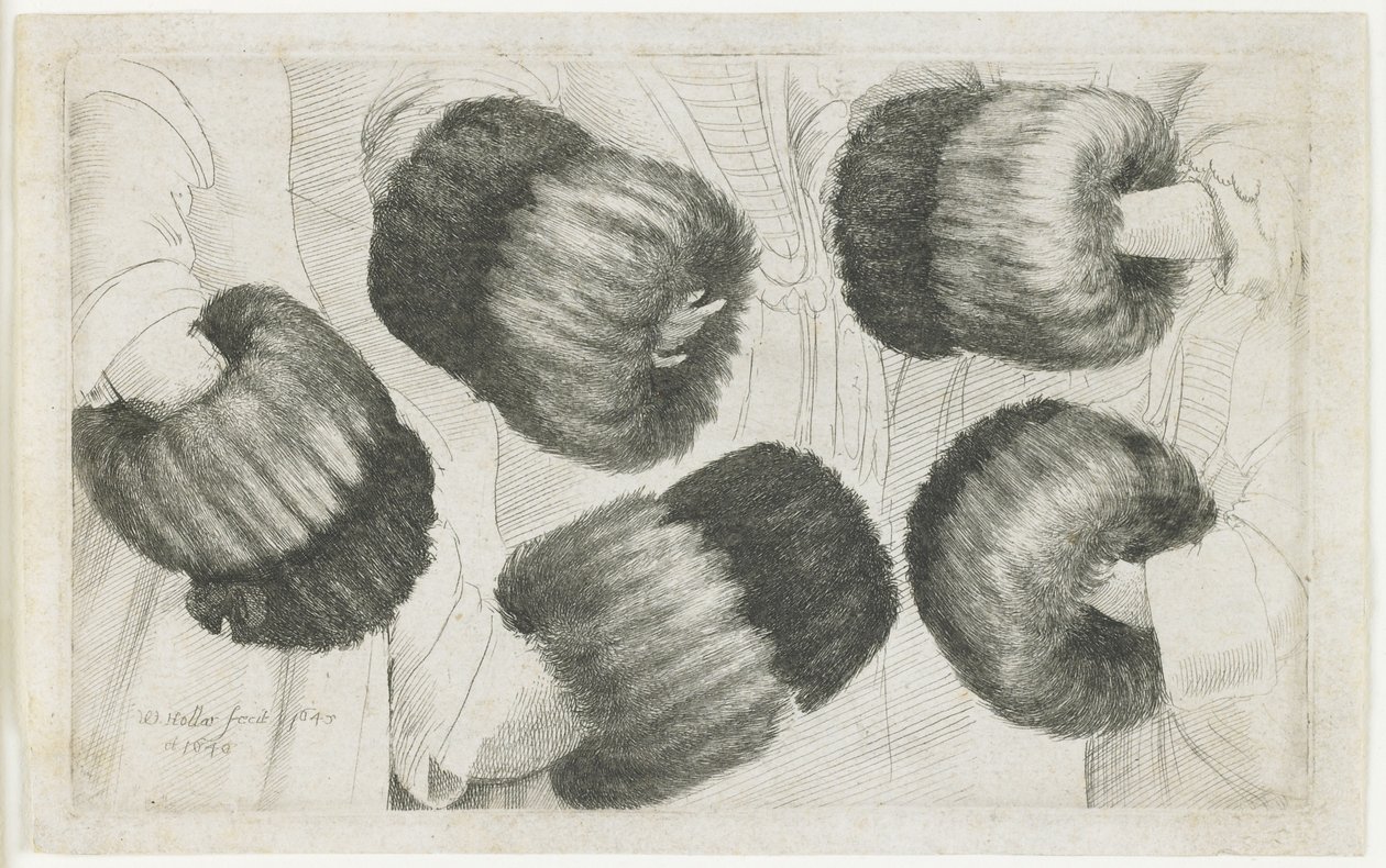 En muffe i fem synspunkter, 1645-1646 af Wenceslaus Hollar