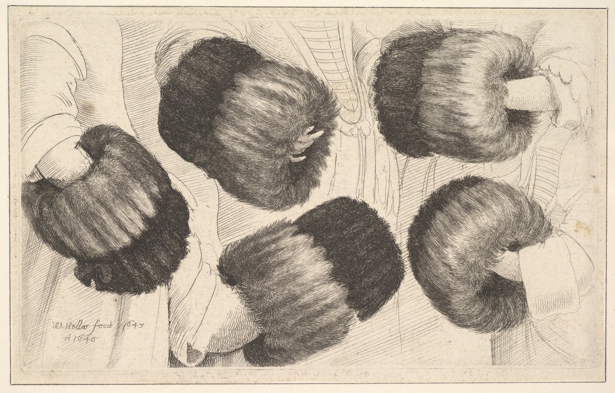 En muffe i fem synspunkter, 1645-46. af Wenceslaus Hollar