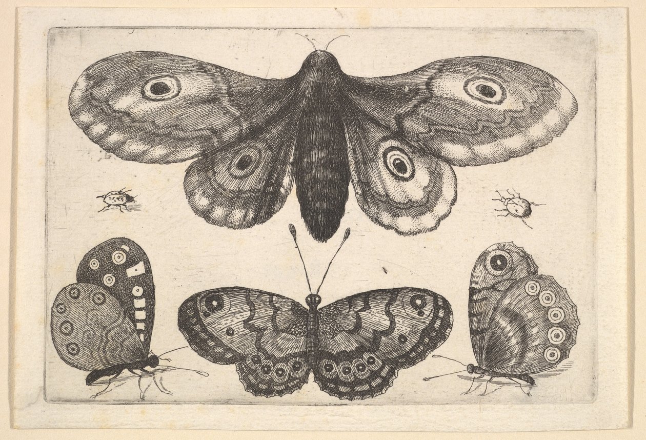 En møl, tre sommerfugle og to biller, 1646. af Wenceslaus Hollar