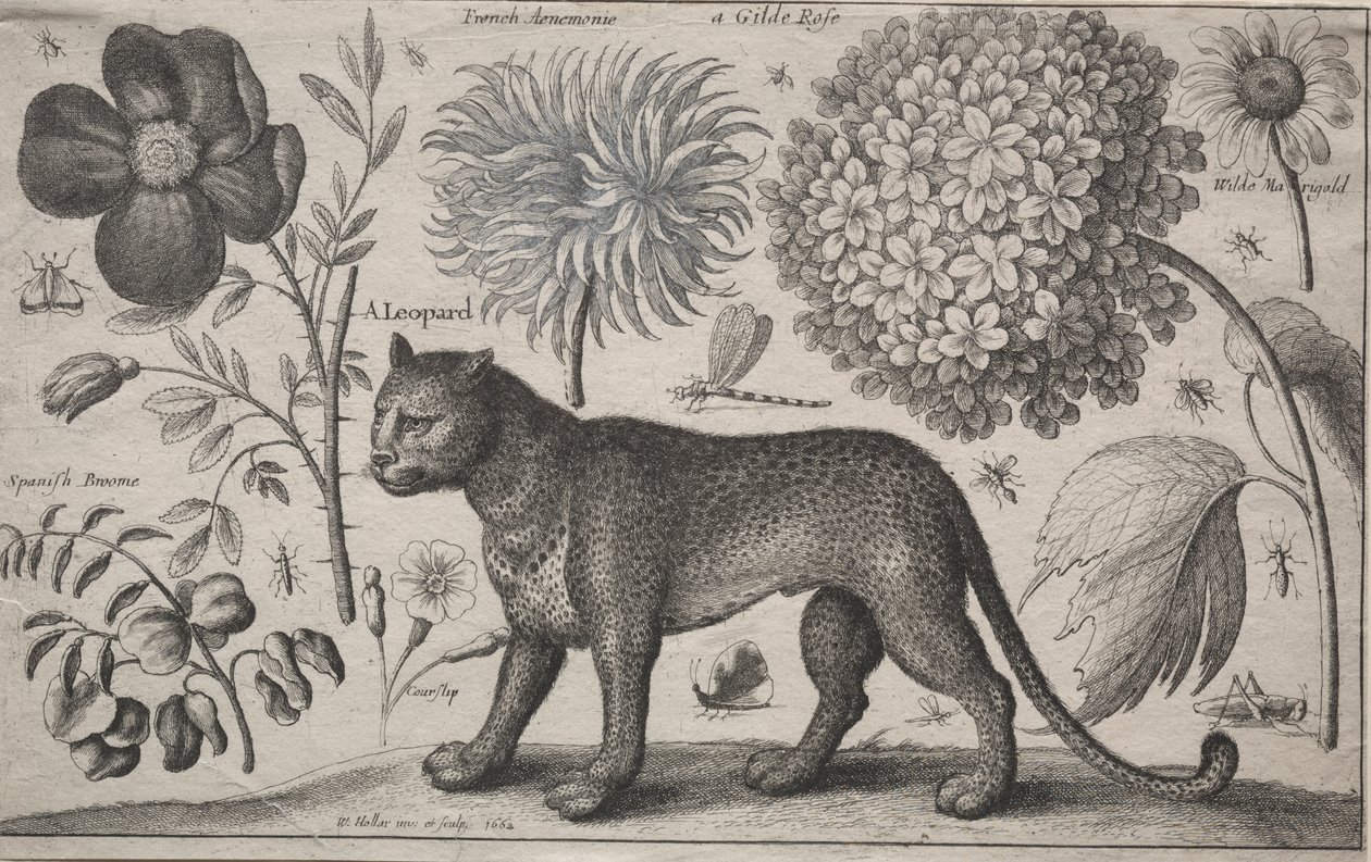 Dyr og planter: Leopard med planter og insekter af Wenceslaus Hollar