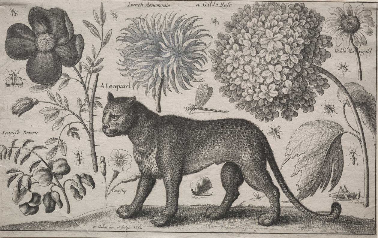 Dyr og planter: Leopard med planter og insekter, 1662. af Wenceslaus Hollar