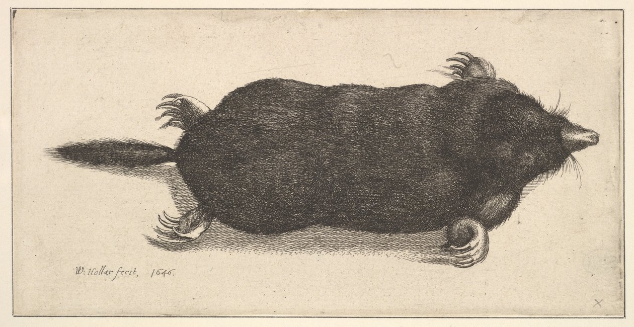 Død muldvarp, 1646. af Wenceslaus Hollar