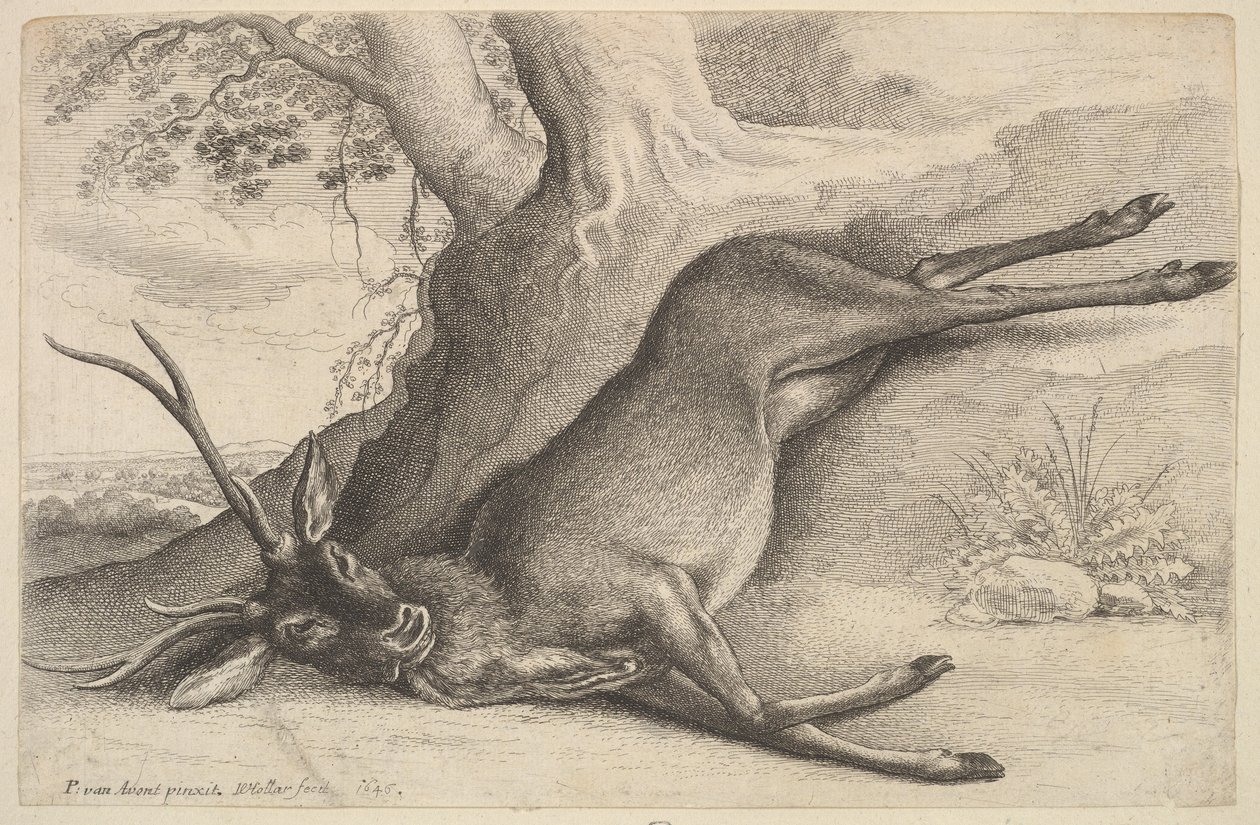 Død hjort, 1646. af Wenceslaus Hollar