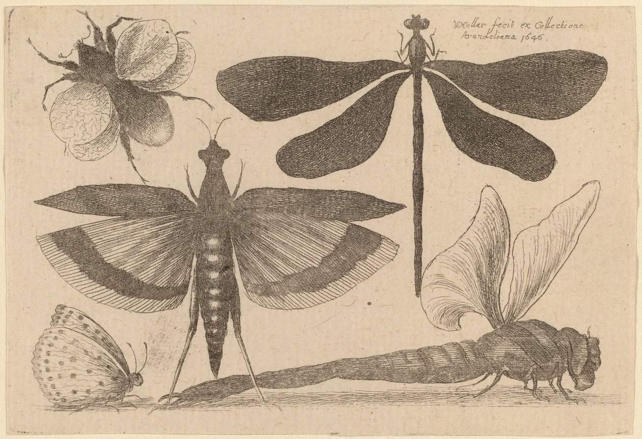 Guldsmede, en humlebi og en sommerfugl af Wenceslaus Hollar