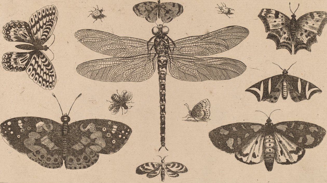 Dragonfly, Mariehøns og Sommerfugle. af Wenceslaus Hollar