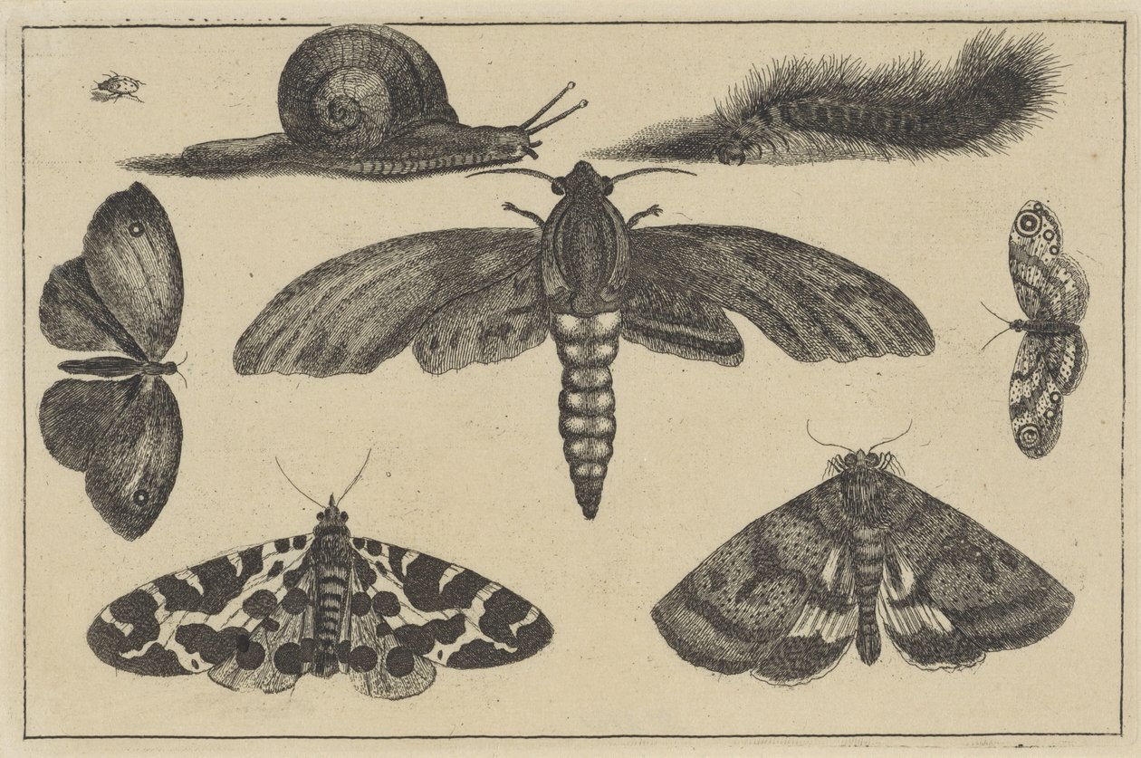 Tre møl, sommerfugle, bille, snegl og larve Forskellige insekter (serietitel) Diversae Insectorum (serietitel) af Wenceslaus Hollar