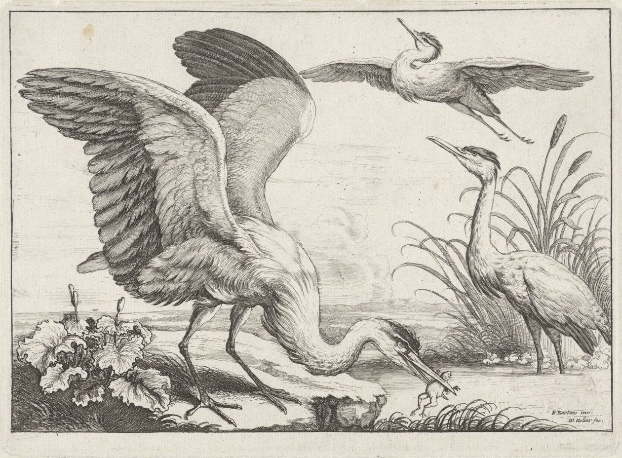 tre hejrer Diversae avium arter (serietitel) Forskellige fugle (serietitel) af Wenceslaus Hollar
