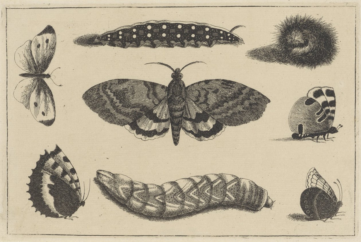 Tre larver, en møl og fire sommerfugle Forskellige insekter (serietitel) Diversae Insectorum (serietitel) af Wenceslaus Hollar