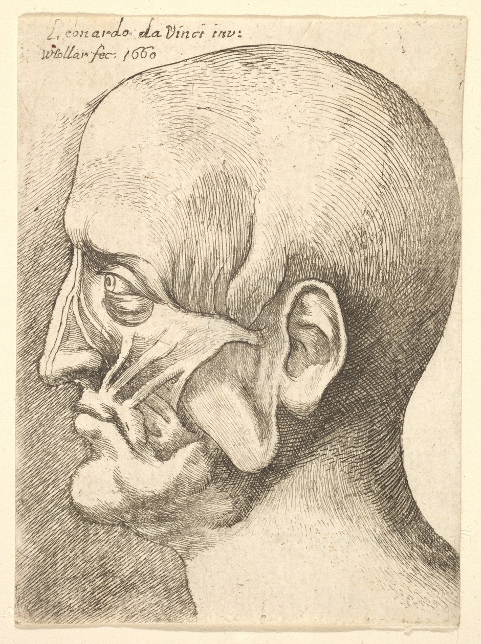 Ecorche leder af en mand i profil til venstre, 1660. af Wenceslaus Hollar