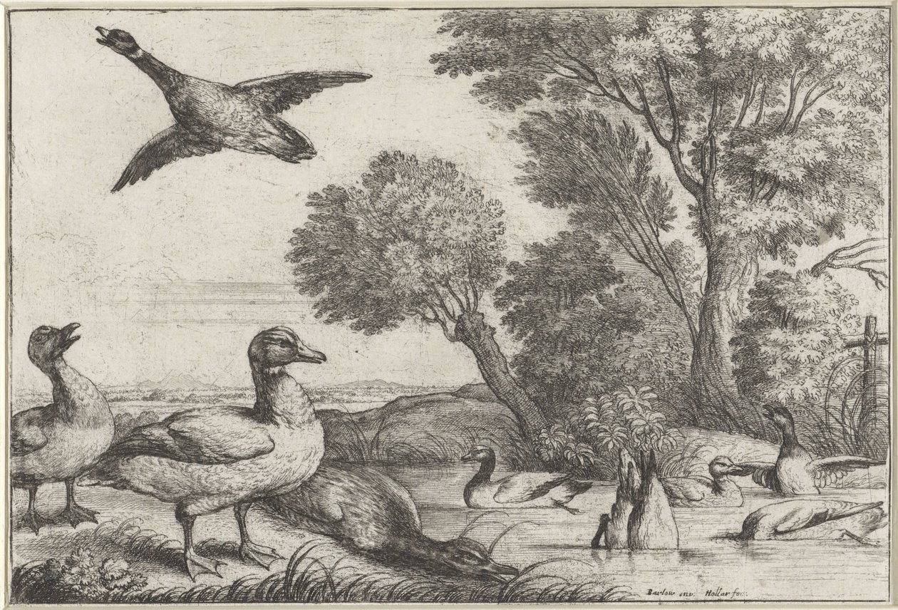 ænder Diversae avium arter (serietitel) Forskellige fugle (serietitel) af Wenceslaus Hollar
