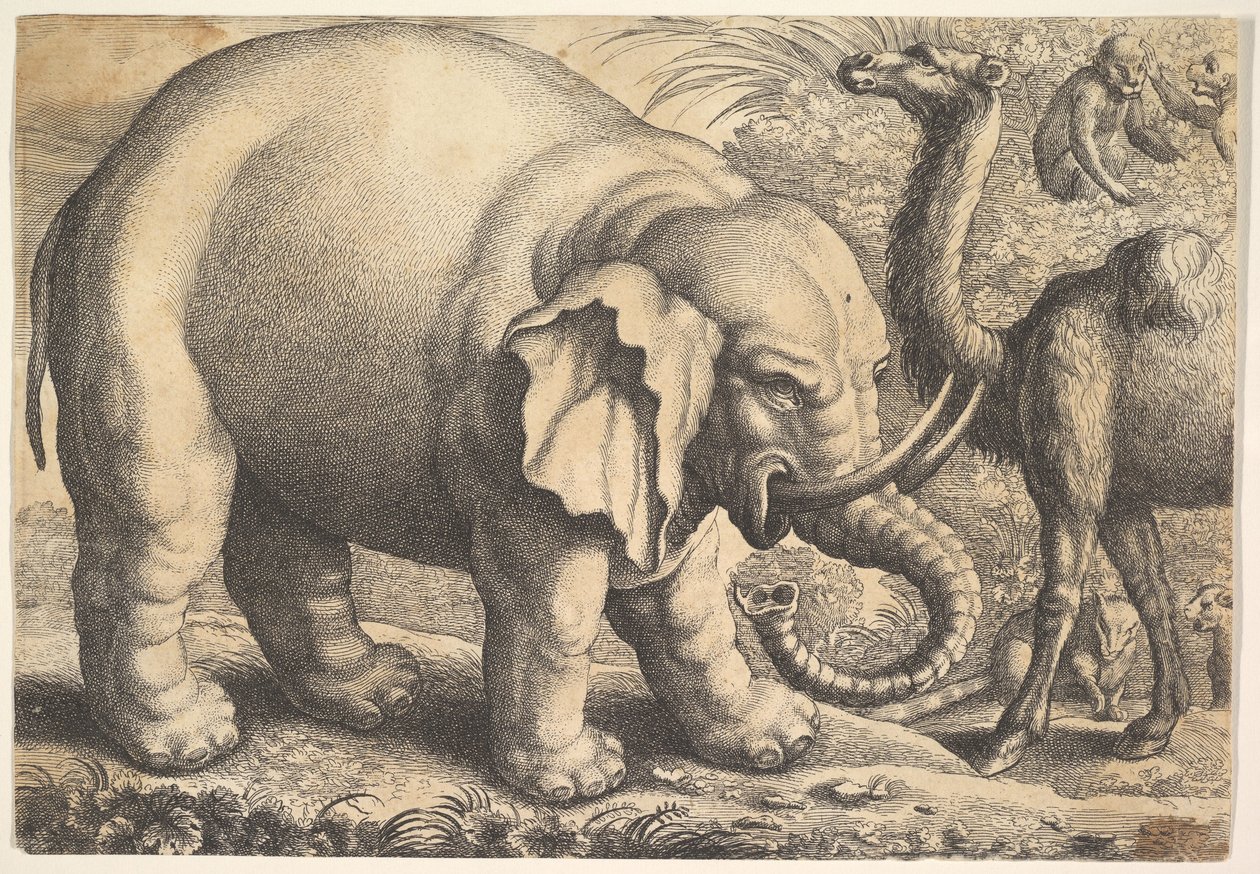 Elefant og kamel, 1600-tallet. af Wenceslaus Hollar