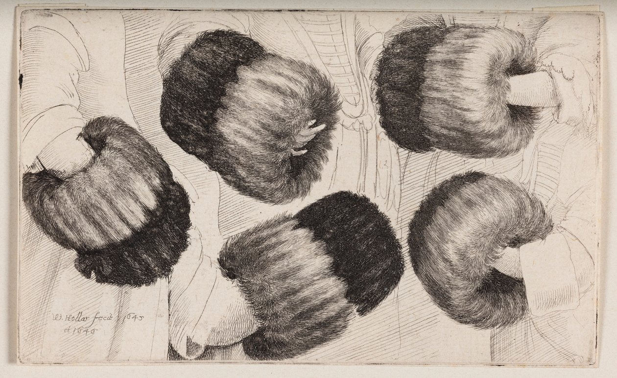 En muffe set på fem forskellige måder af Wenceslaus Hollar