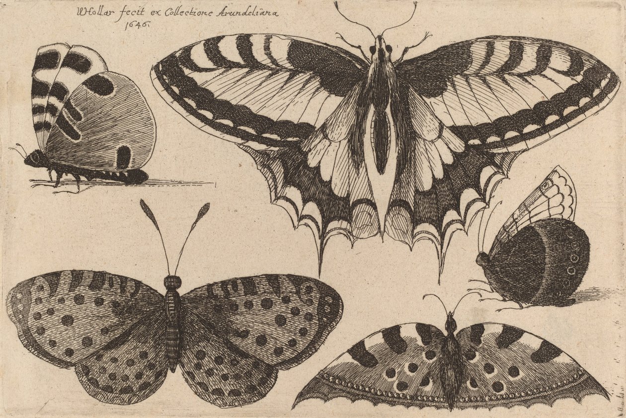 Fem sommerfugle, 1646. af Wenceslaus Hollar