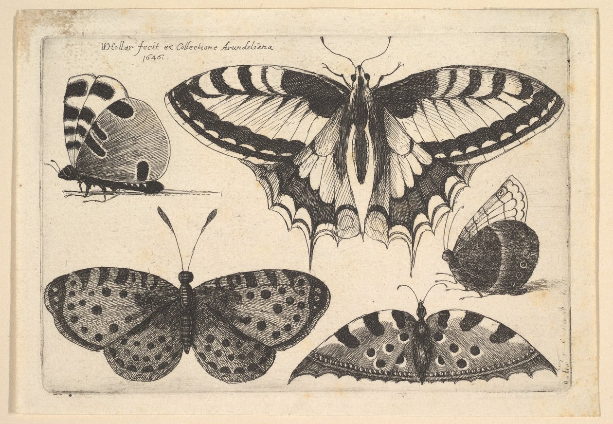 Fem sommerfugle, 1646. af Wenceslaus Hollar