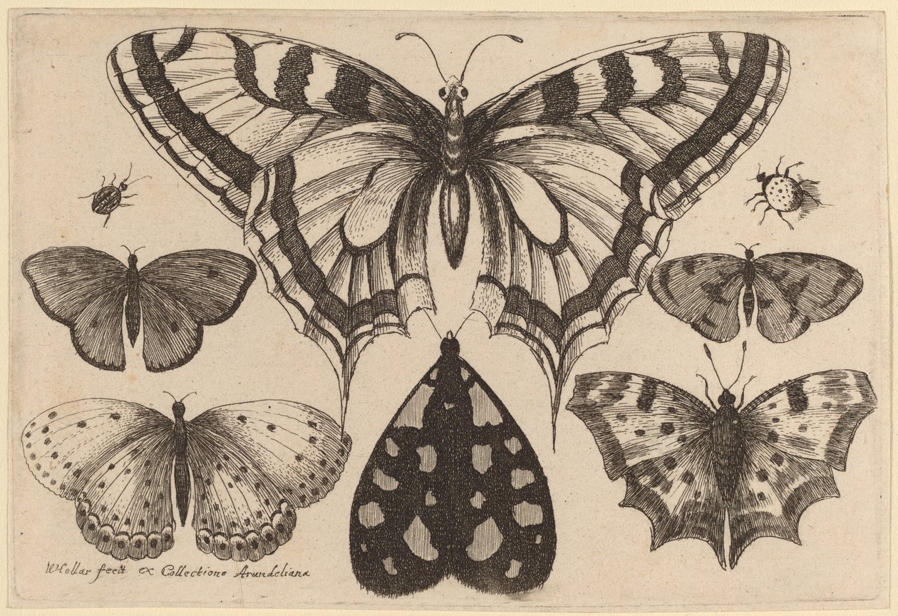 Fem sommerfugle, en møl, en bille og en edderkop af Wenceslaus Hollar