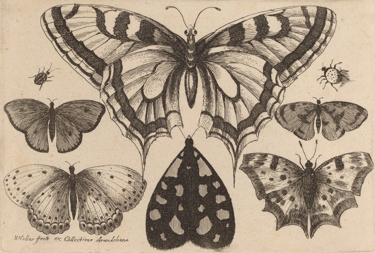 Fem sommerfugle, en møl og to biller, 1646. af Wenceslaus Hollar